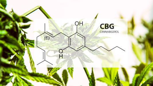 CBG - Cannabigerol