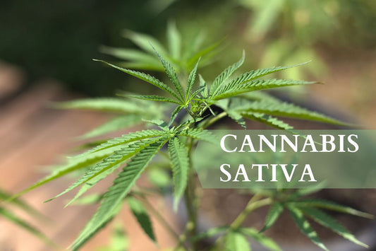 Hva er Cannabis Sativa?