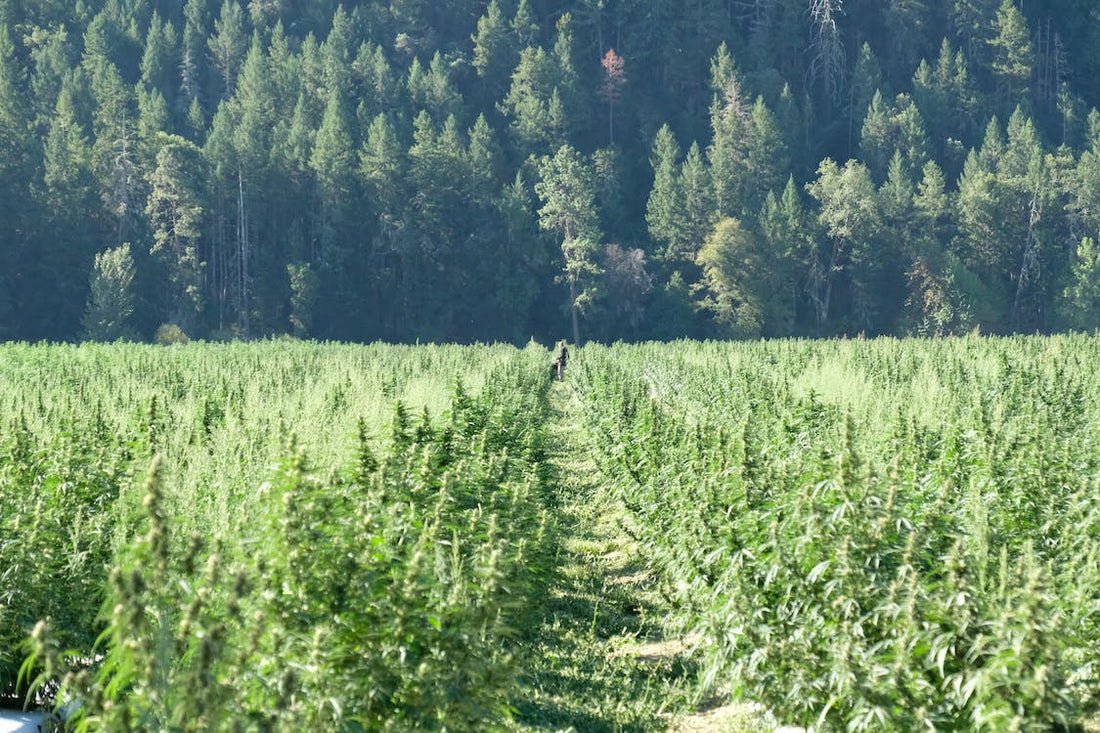 Sveits' pilotprogrammer for cannabis: En ny æra