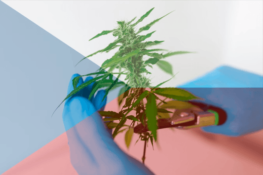 Tsjekkisk legalisering av cannabis