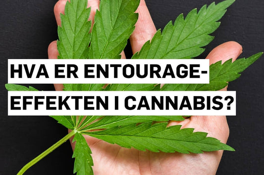 Entourage-effekten