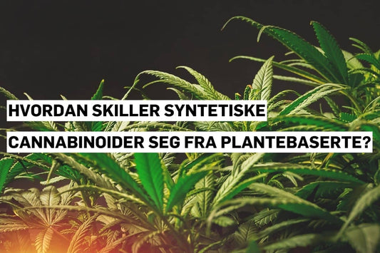 Syntetiske cannabinoider sammenlignet med naturlige plantebaserte cannabinoider.