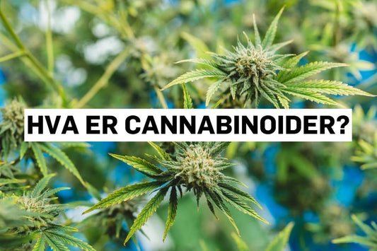 Hva er cannabinoider?