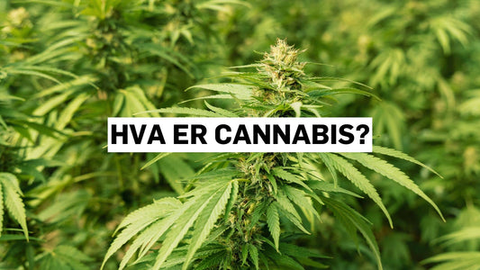 Hva er cannabis?