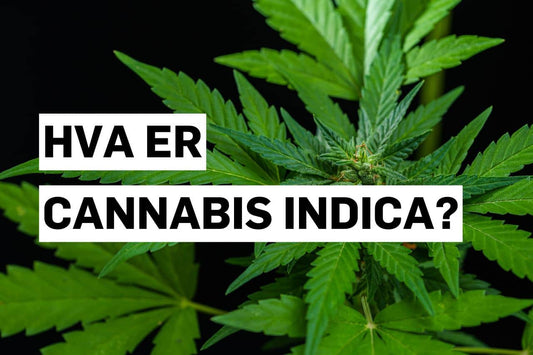Hva er Cannabis indica?