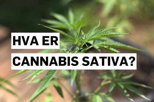Hva er Cannabis Sativa?