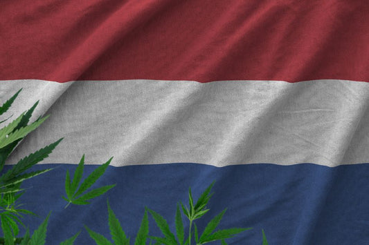 Nederlandsk flagg og cannabisblader