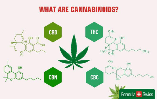 Et bilde av hampeblader som forklarer hva som er en cannabinoid