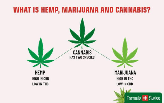 Tre blader som beskriver forskjellen mellom hamp, marihuana og cannabis