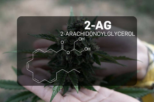 Kjemisk struktur av 2-Arachidonoylglyserol (2-AG)