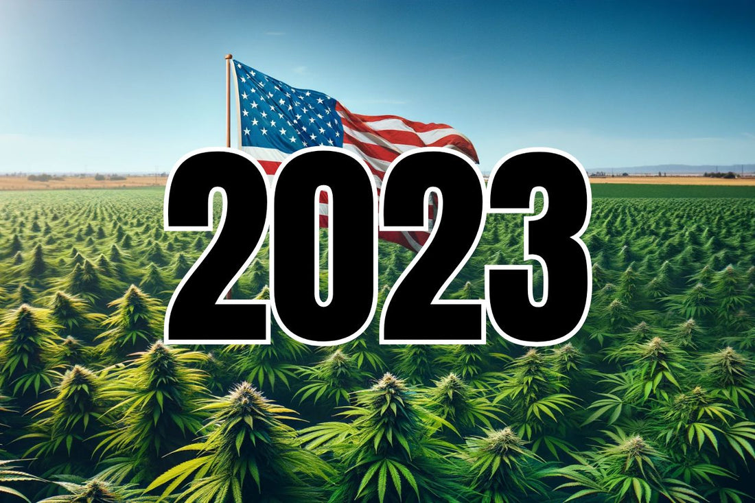  Amerikansk flagg i et cannabisfelt