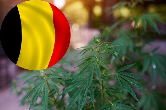Belgias vei til legalisering av cannabis