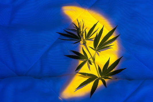 Cannabisblader i sengen