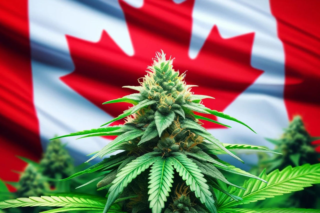 Cannabisplante foran det kanadiske flagget