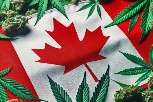 Kanadisk flagg og cannabisblader