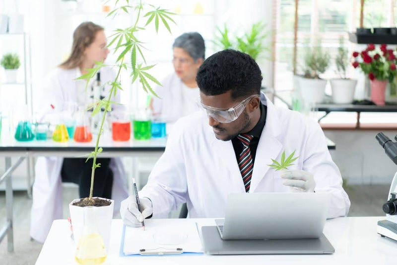 Forsker i hvit frakk som noterer ved siden av en cannabisplante i et laboratorium