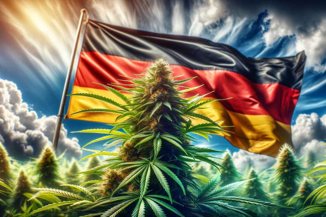 Cannabisplante foran et vaiende tysk flagg.