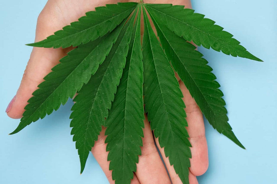 Cannabisblad i en hånd