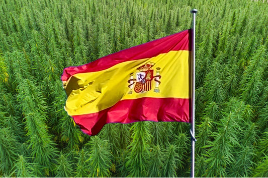 Spanias flagg foran en hampåker.