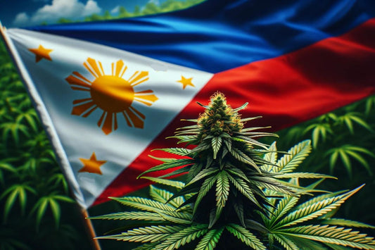 Cannabisplante og filippinsk flagg