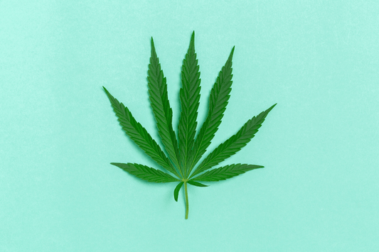 Hva er cannabis?