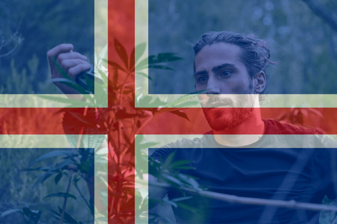 Island foreslår et prosjekt for medisinsk cannabis