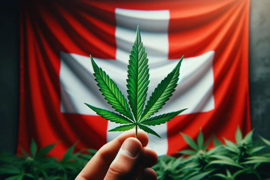 Cannabisblad i det sveitsiske flagget