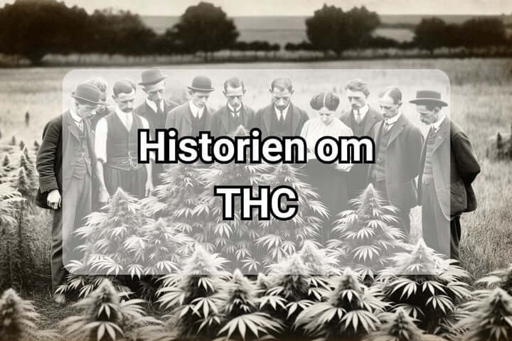 THCs historie