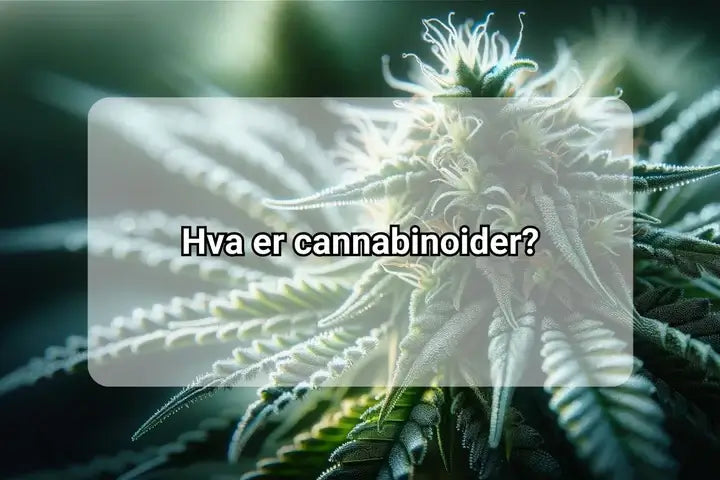 Hva er cannabinoider?