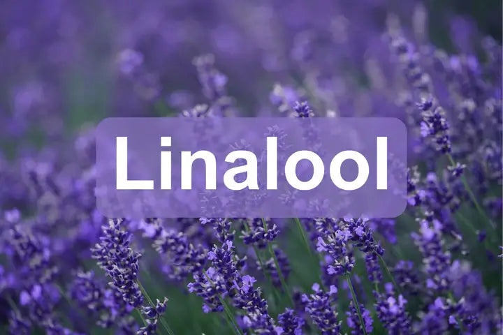 Linalool: Den aromatiske og terapeutiske terpenen i cannabis