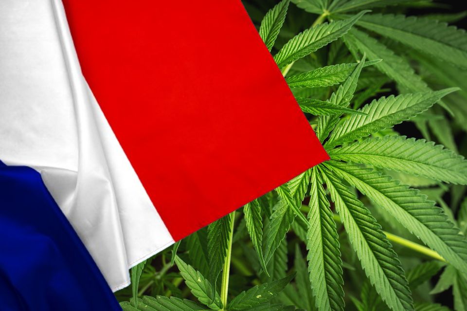 Frankrikes flagg foran cannabisblader