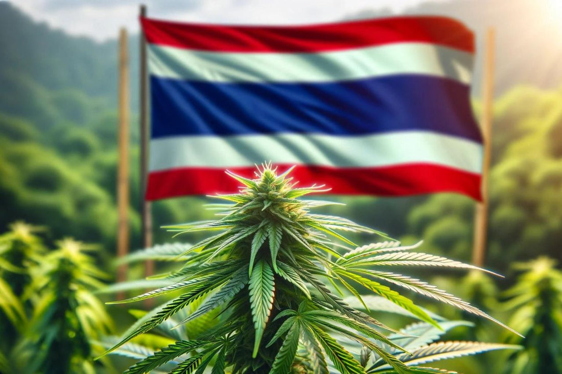 Thailands flagg og cannabisplante