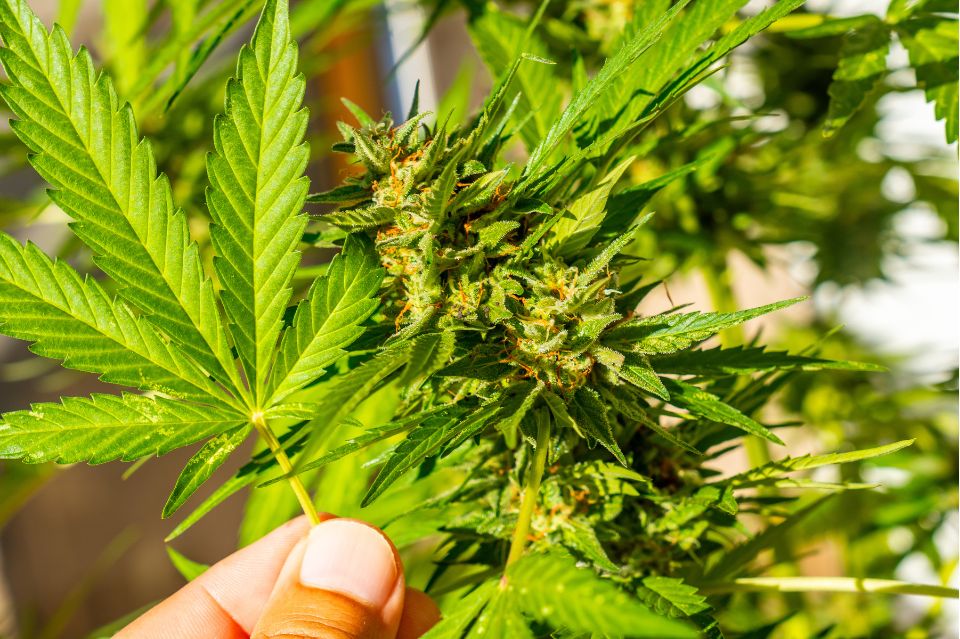 Cannabisplante som symboliserer «Entourage-effekten