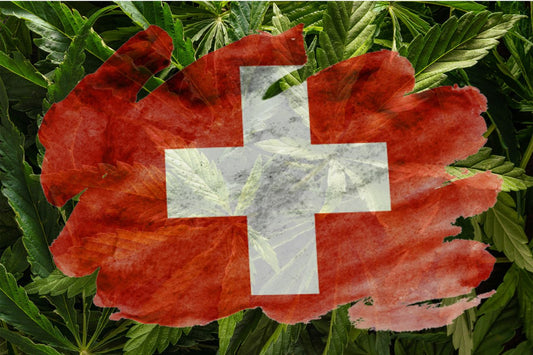 Sveitsisk flagg med cannabisplante i bakgrunnen