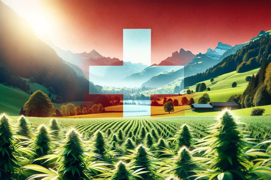 Cannabis-farm i Sveits
