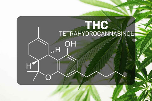 THC – Tetrahydrocannabinol