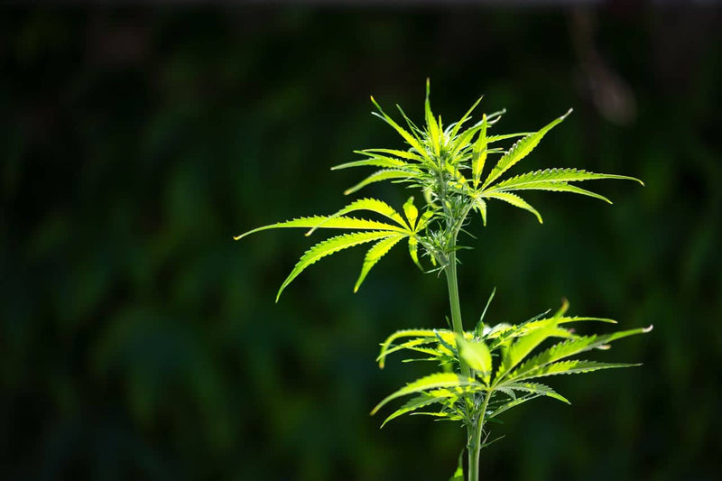 Cannabisplante mot en mørk bakgrunn