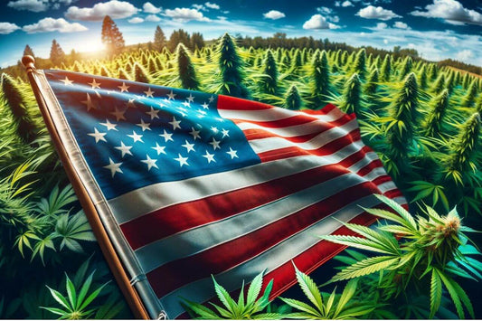 Flagg midt i et cannabisfelt