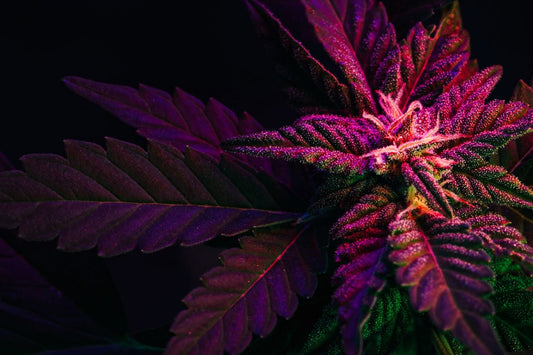 Purpurfarget cannabisblad