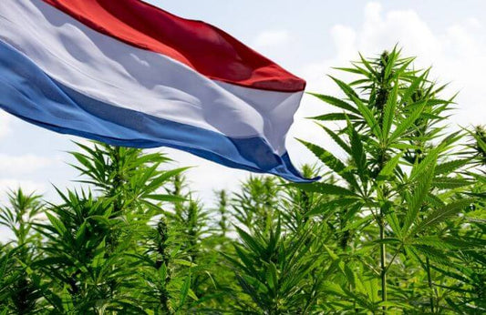 Nederlandsk flagg i et cannabisfelt