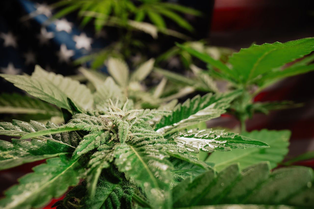 Cannabisplante foran det amerikanske flagget