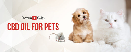 Et bilde av en hund, katt og mus som forklarer hvorfor bruke CBD til kjæledyr