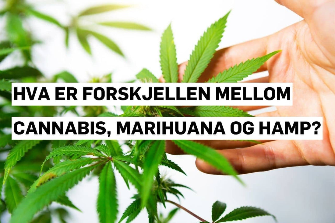 Hva er forskjellen mellom cannabis, marihuana og hamp?