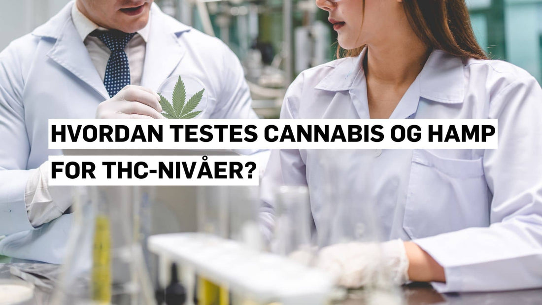 Hvordan testes cannabis og hamp for THC-nivåer?