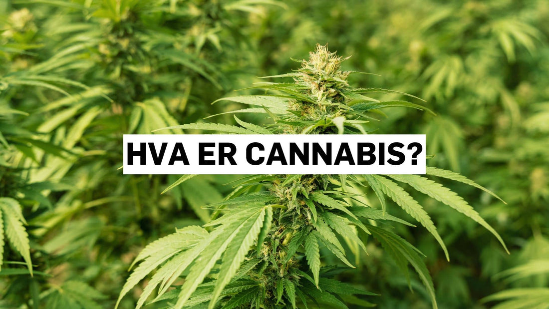 Hva er cannabis?