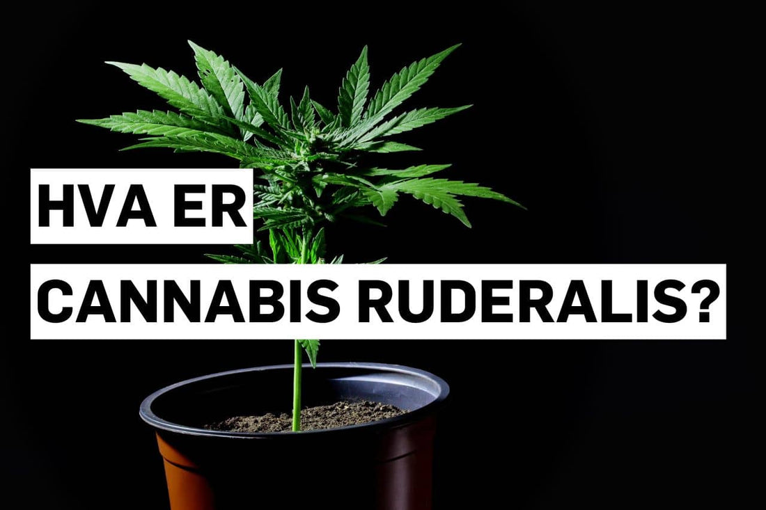Hva er Cannabis ruderalis?