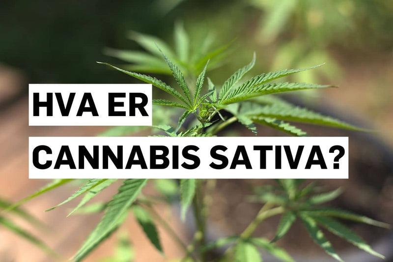 Hva er Cannabis Sativa?