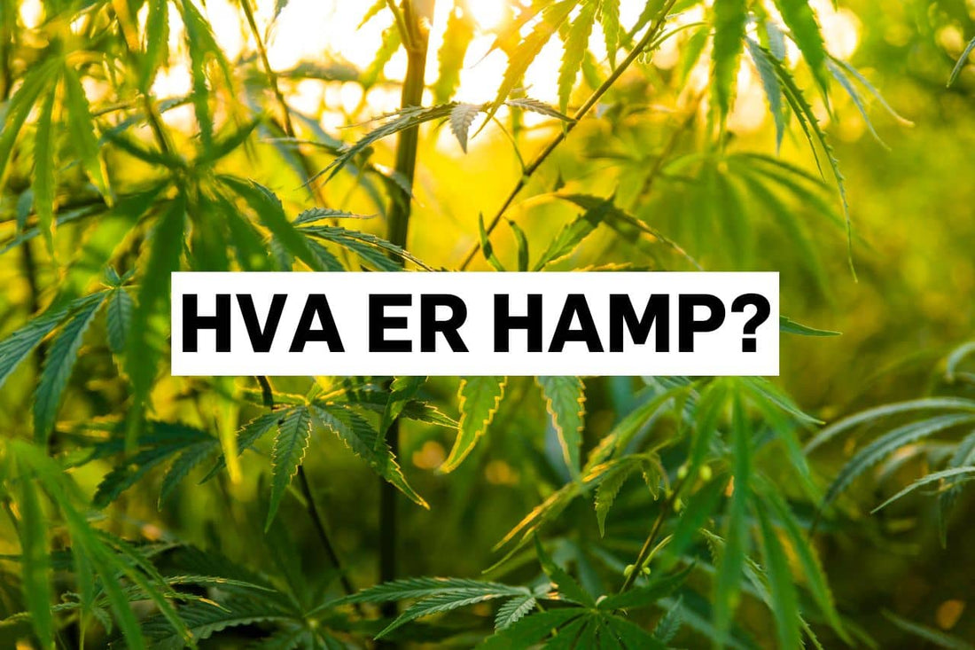 Hva er hamp?