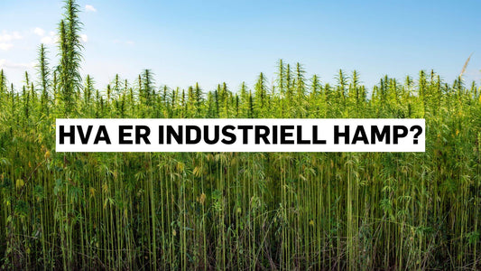 Hva er industriell hamp?