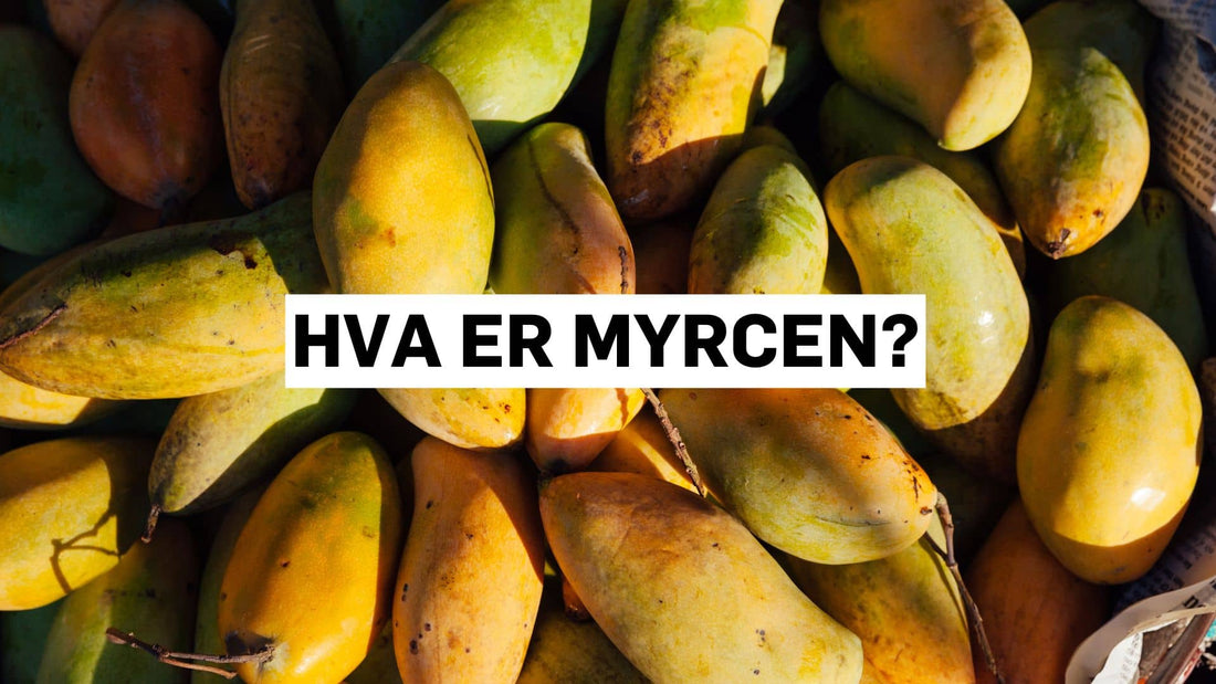 Hva er myrcen? Den jordnære terpenen i cannabis